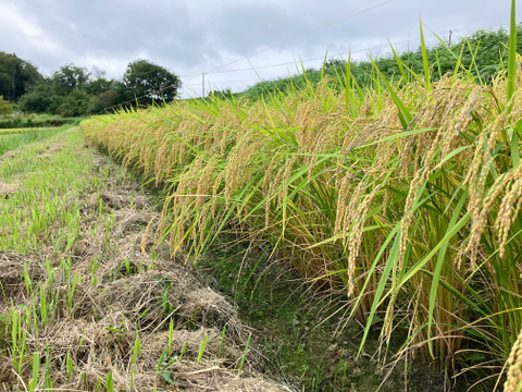 新米2025｜岩手・花巻産 ササニシキ 玄米5kg｜稲架掛け天日干しで香り豊かに仕上げた限定米