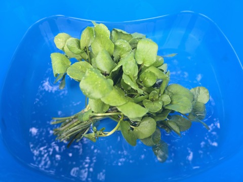 【500g】兵庫県但馬産　ごちそうクレソン