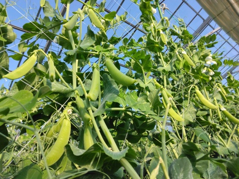 小分けで便利♪『(A品)になれなかったスナップエンドウ』1Kg