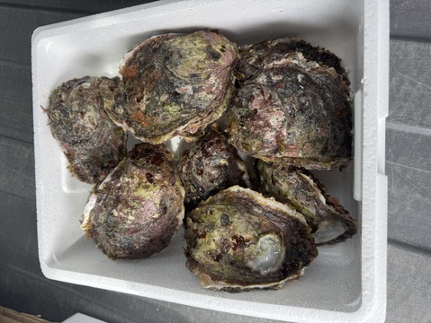 天然岩牡蠣　大サイズ　8個