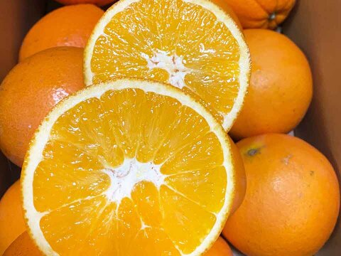 愛媛県中島産の白柳ネーブル　サイズ混合5キロ