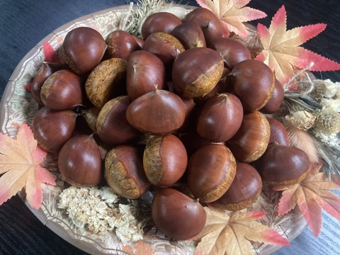 ☆丹波くり「銀寄」 ３Lサイズ 約1kg（本州のみ）