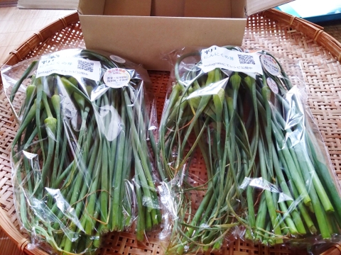 【希少★期間・数量限定　ニンニクの芽2kg】農薬・除草剤・化学肥料不使用