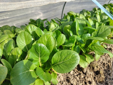 冬の野菜セット（6～8品目）兵庫県産　ご家庭用　重さ6kg