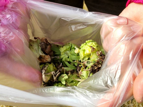 旬をいただく！愛知県豊田市旭産　天然ふきのとう 200ｇ