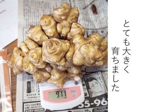 ドーンと360ｇ　高知県産 菊芋パウダー 乾燥きくいも粉末360ｇ（30g×10袋+サービス2袋）ご飯やお味噌汁に！ 話題のスーパーフード　菊芋　パウダー　イヌリンが豊富　 お試しサイズ 食物繊維