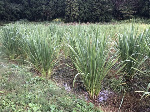 【山形県庄内産】マコモタケ（生 500g）シャキシャキ食感！マコモダケ・真菰 - 山形県酒田市八幡地域の里山・大沢産