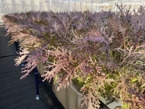 水耕栽培！　大容量　赤からし菜　1kg