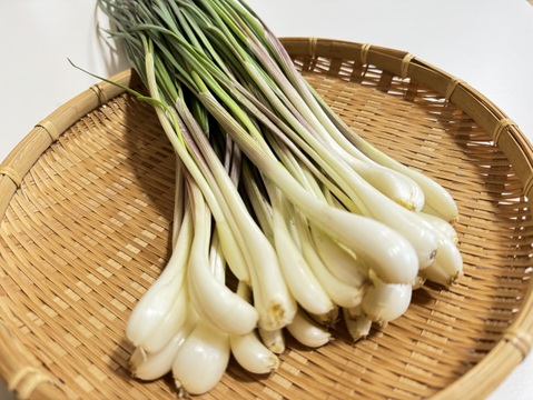 【有馬温泉の麓産】生らっきょう 2kg 栽培期間中農薬不使用🌱
