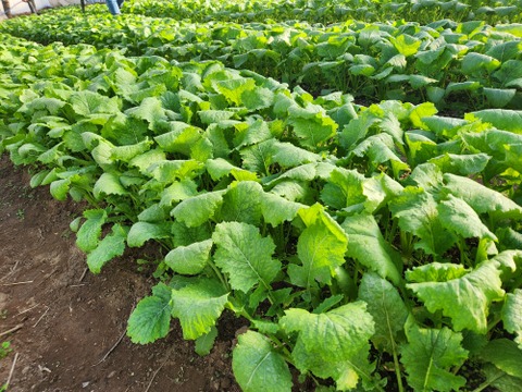 【少量サイズ♪】信州冬野菜セット10品目 お試しにも！