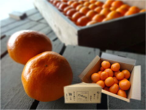 年明けでも薄皮！濃厚！甘～い！三拍子そろったみかん！とにかく甘くて美味しいみかんを食べたい方にオススメ！二段熟成の完熟みかん「熟成味柑」　サイズ混合　お試し品　２ｋｇ【176】