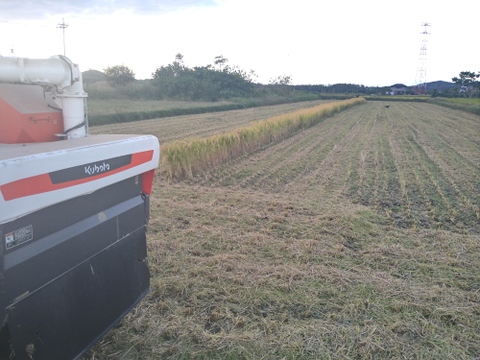 自然栽培　草との闘いに勝ち抜いた令和７年産あきたこまち新米９kg　人と土にやさしい栽培方法　農薬も除草剤も不使用　肥料不使用でゆっくり成長したから、小粒でも土の中の様々な栄養を吸収していると思います