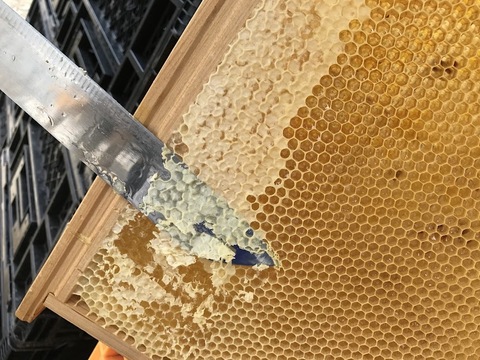 お花畑の香りそのまま！春の百花蜜170g入り