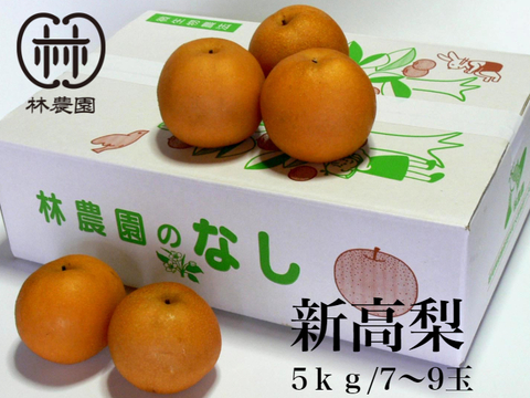 食べ応えの大玉品種！新高梨　約5kg(7～9玉)【ギフト・熨斗対応】