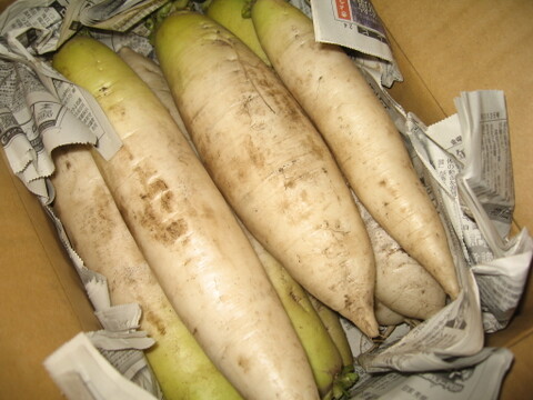 鹿児島県産　新鮮大根　5kg