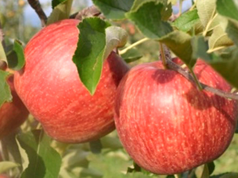 【2026年予約】『サンつがる』 家庭用✨夏りんごの定番品種！5kg