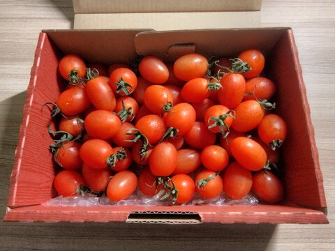 やみつきになるミニトマト－とまとのこころ（1㎏）