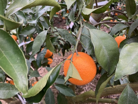 愛媛県八幡浜市産 清見orange 家庭用(4kg)