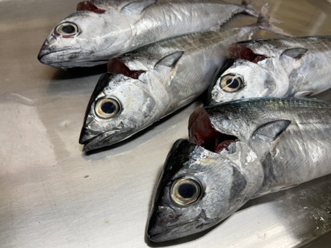 【期間限定】メジカ/ヨコワ/モンズマ/ヒレナガ/新子の詰め合わせ/水揚げ次第当日発送【生】【冷蔵】