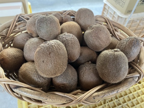 ジャム作りやスムージーにオススメ！
愛媛県産加工用キウイ（農薬・化学肥料・除草剤不使用）10kg（150個前後）