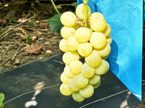 【ドライフルーツ】【食べ比べ】凝縮された甘さ！軸付き干しぶどう（8種、約700g）