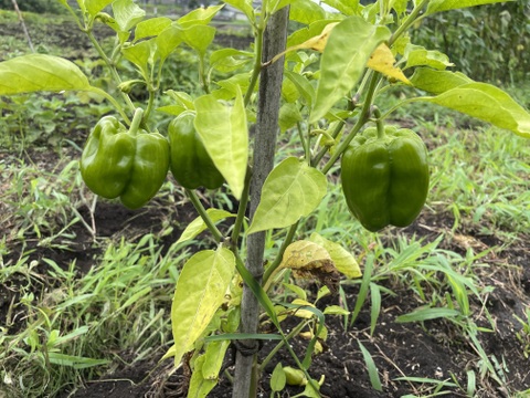 【秋のカボチャセット】農薬不使用で育てたどっしりかぼちゃ5個以上と採れたて季節の野菜盛りセット　 農薬不使用栽培で丁寧に育てました。