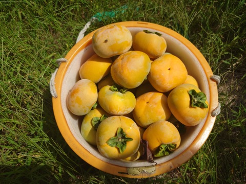 手軽に楽しむ！甘くてジューシー！まーくん家のたねなし柿5キロ箱　農家直送♪