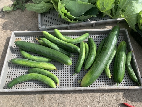 奥出雲産自然栽培地這いきゅうり(1kg)