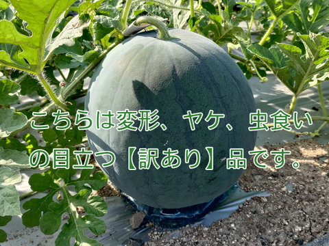 ▲今期終売【晴れの国・岡山県産】★訳あり★濃厚な美味しさ！黒大玉すいか『タヒチ』１０Kg級-１玉／ニホンミツバチ交配／露地栽培／化成肥料・化学農薬・着果剤不使用【保冷便指定】