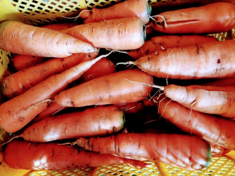 【お得】黒田五寸人参B品〈農薬等、肥料も不使用栽培〉5キロ