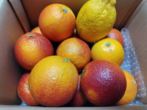 箱込約2㌔　ブラッドオレンジモロ　赤いの選びます