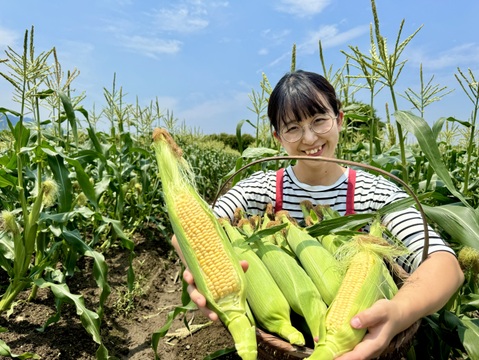 早朝採り！当日発送！新鮮甘々ゴールドラッシュ 10本