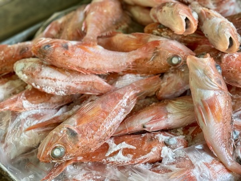 【バラ凍結】欲しい分だけ解凍OK！夢カサゴ1kg
