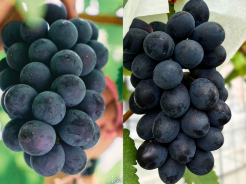 【朝どれ】黒ぶどう食べ比べセット　泉州パープル＋あづましずく