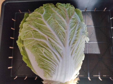 ✨農薬・化成肥料不使用の新鮮白菜「魂の白菜」約4㎏✨