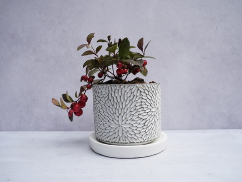 ミニ盆栽【チェッカーベリー × 白花模様陶器】高さ約17cm×横約15cm【夜市限定】