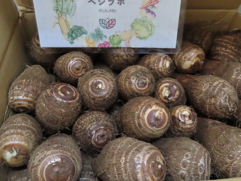 （２Ｌ）独特のぬめりとねばり！！さといも２Ｌサイズ（７Ｋｇ）