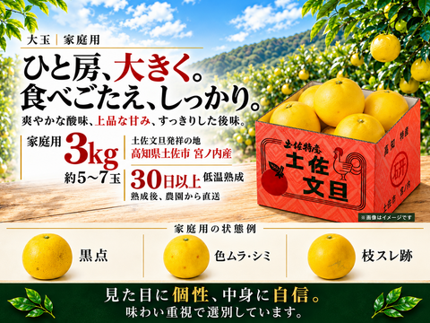 土佐文旦 大玉3kg 家庭用｜ひと房ごとの食べ応え｜約5～7玉｜発祥の地・高知県土佐市産｜30日以上低温熟成｜日本ギフト大賞受賞｜柑橘・果物のお取り寄せ｜2027年先行予約｜やの一果彩
