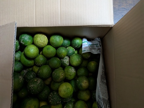 キズありカボス(10kg)※注意事項必読