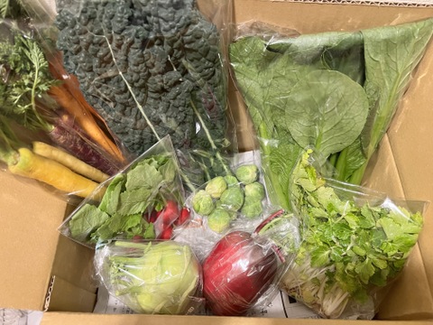 ＼シャキうま！／南房総の旬野菜セット！セレクトおまかせ【8品目】