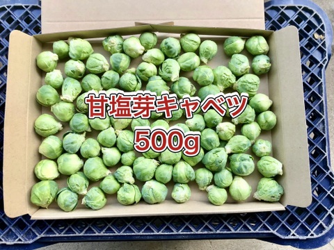 【鹿児島産】甘塩芽キャベツ箱込み500g^_^