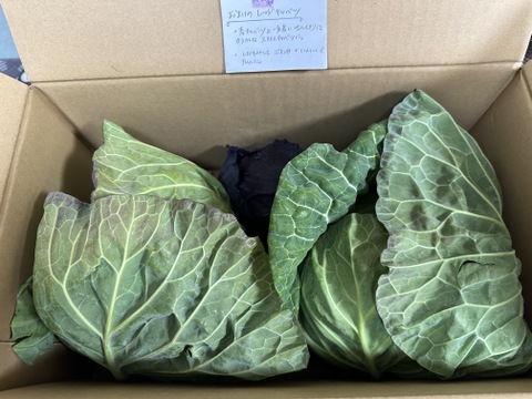 ２玉🌊海風🌊春キャベツ🌊