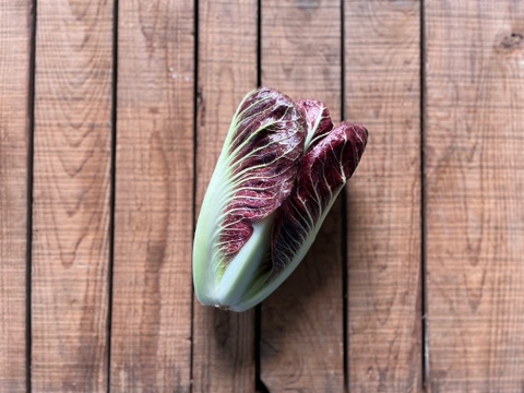 農薬・化学肥料不使用！彩り豊かなチコリー３種、5個入セット！