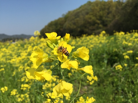 国産生はちみつ【菜の花・桜】480g