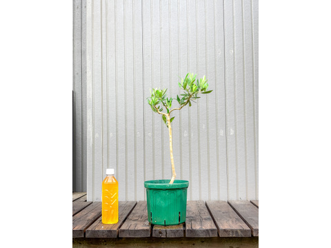 オリーブ 鉢植え ペンドリノ｜育てやすい シンボルツリー・盆栽にも最適　13