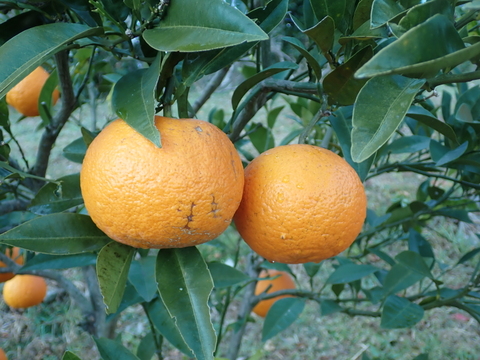 【柑橘詰め合わせ】見た目が悪くても農薬は使わんモン！【4kg以上】【農家のワガママ驚愕】