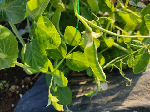 ✨今だけの春の味！高菜の花芽約300g＆絹さやエンドウ約80gセット｜旬のほろ苦さと甘み｜農薬・化成肥料不使用✨