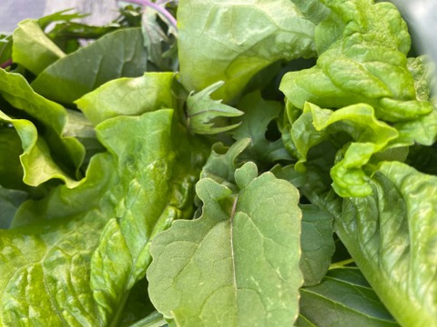 【自然栽培】道産サラダリーフ・600g （草の力だけで育てたこだわりの無肥料野菜）