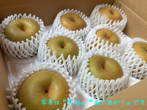芯まで美味しい激レア品種⭐　千葉県産【ほしあかり】3㎏『6～9玉入』　市川のなし・フルーツキャップ個装