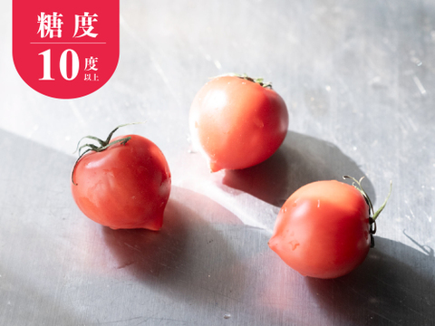 数量限定！ルネッサンストマト【雫果（しずか）プレミアム】600g・ギフトボックス